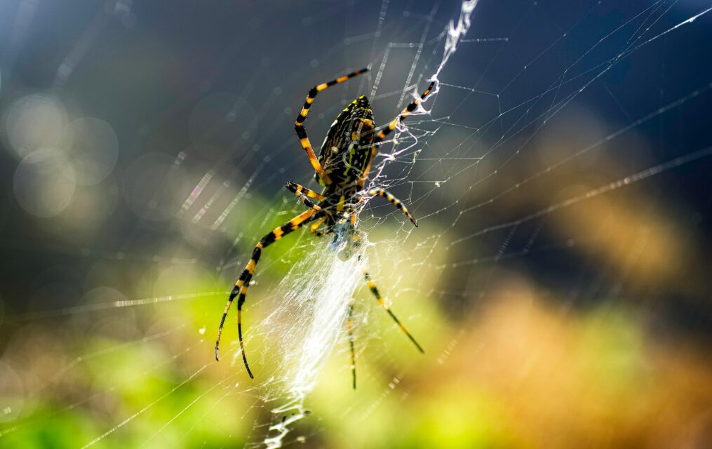 How-long-can-spiders-live-without-food?