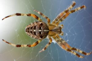 How-long-can-Spiders-Live-without-Food?