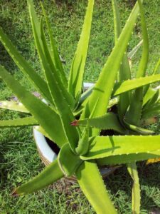 Plants-similar-to-Aloe-Vera