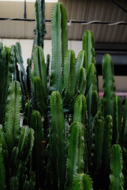Plants-similar-to-Aloe-vera