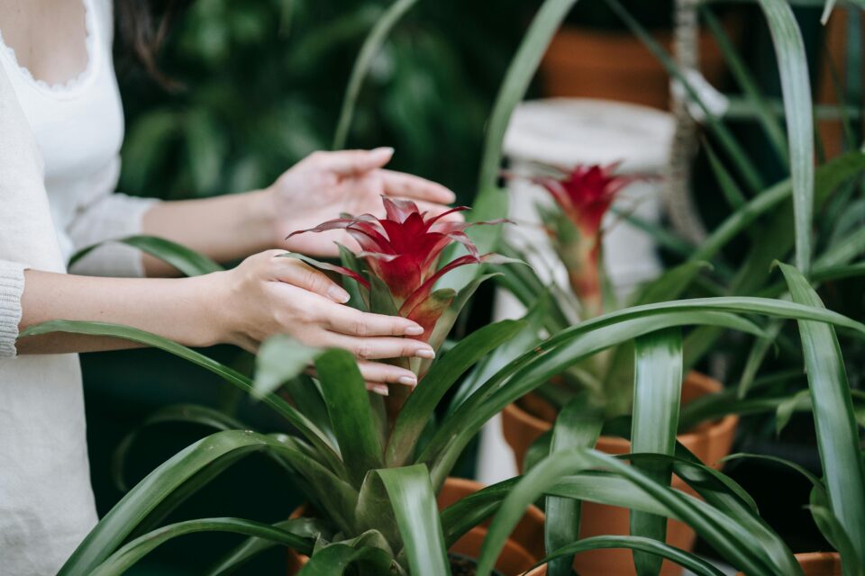 Plants-similar-to-Aloe-vera