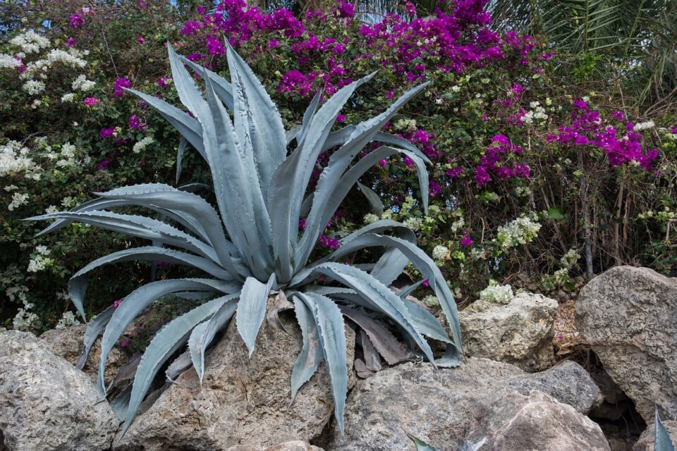 Plants-similar-to-Aloe-vera