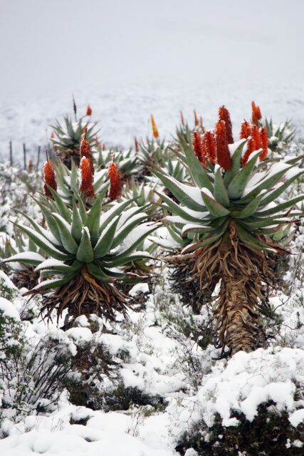 Plants-similar-to-Aloe-vera