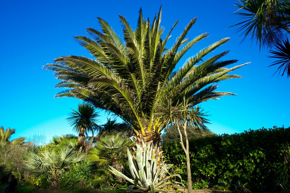 Types-of-palm-plants