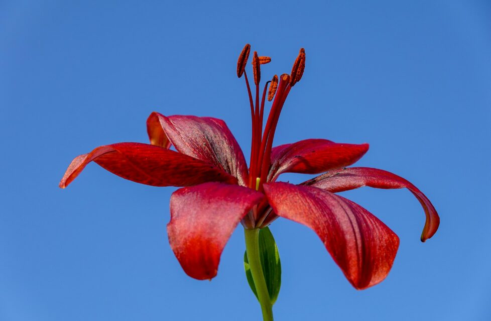 Black-Asiatic-Lily