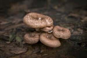 Is-a-mushroom-an-autotroph?