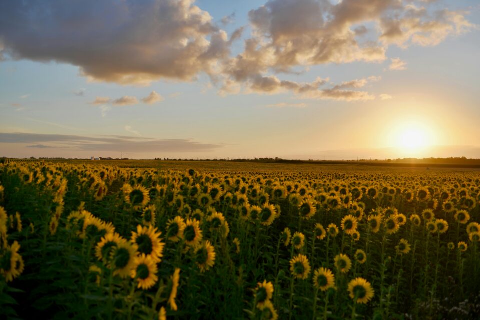 Maximilian-Sunflower-Pruning